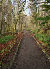 Fototapeta na wymiar path through woodlands