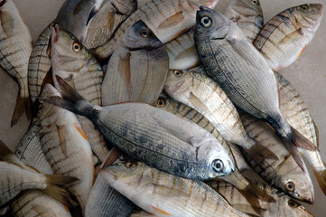 fish in market