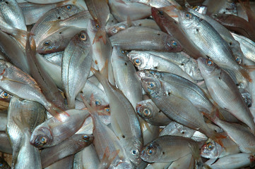 fish in market