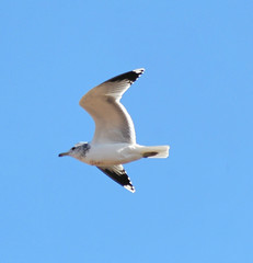 seagull gliding