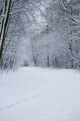 Obraz premium winter forest