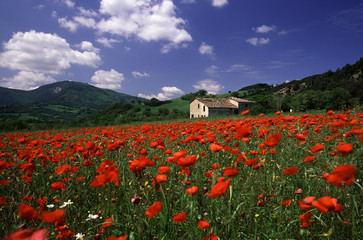 campo di papaveri