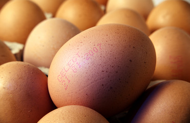 braunes h&uuml;hnerei mit legedatum