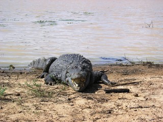 crocodile sacré