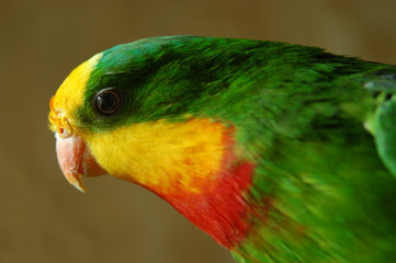 parrot2