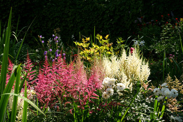 summer flowers