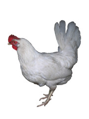 the white hen.