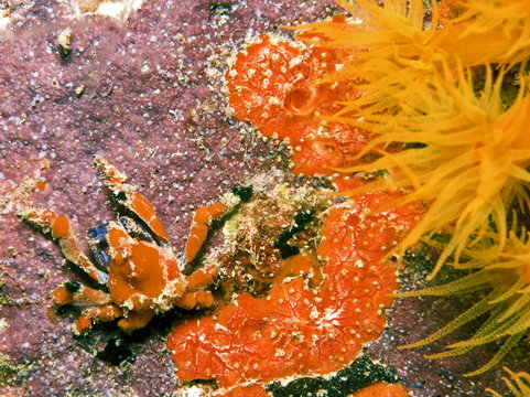 cryptic teardrop crab