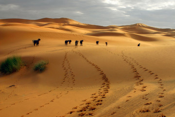 Fototapeta na wymiar sahara - maroc