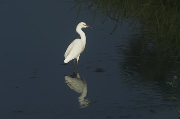 Seidenreiher auf der Jagd in einem Teich mit Reflexion im Wasser