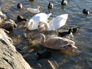 swans and ducks
