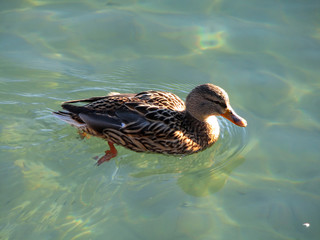 duck
