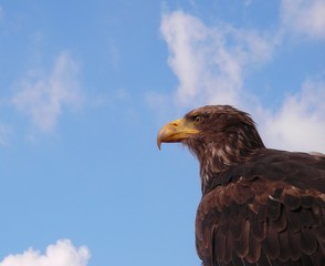 adler