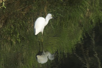 Seidenreiher auf der Jagd in einem Teich