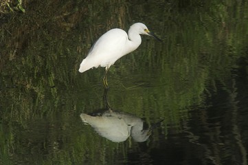 Seidenreiher auf der Jagd in einem Teich