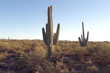 Gordijnen kaktus © flytime