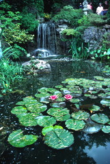 lilly pond