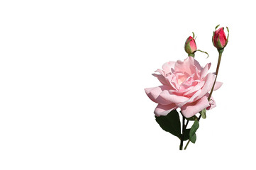rose