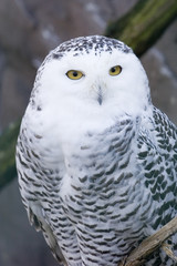 snowy owl