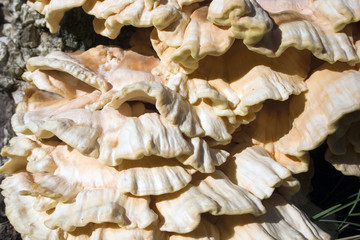 fungus