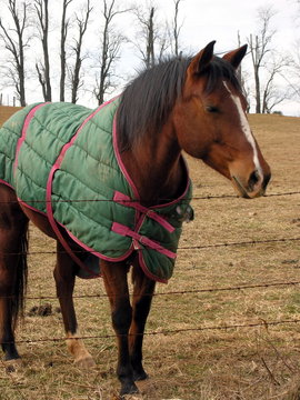 horse