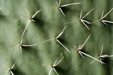 espinas de nopal
