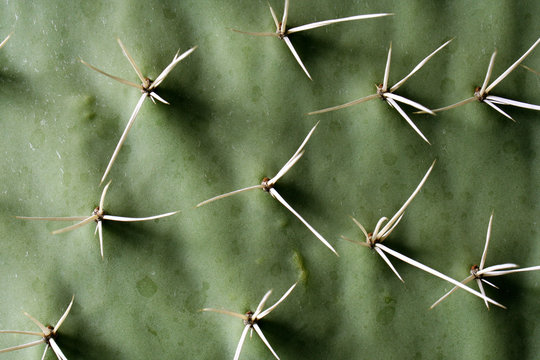 espinas de nopal