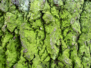 bark and moss