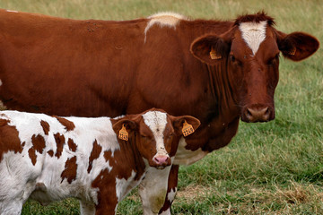 veau et vache2