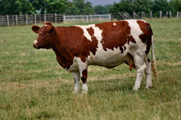 vaches rouges des prés