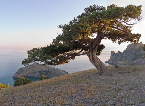 Fototapeta tree on sun rays