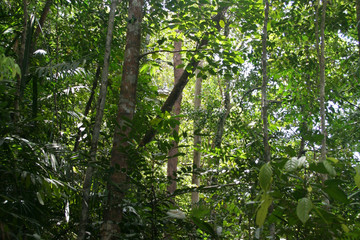 tropical rainforest