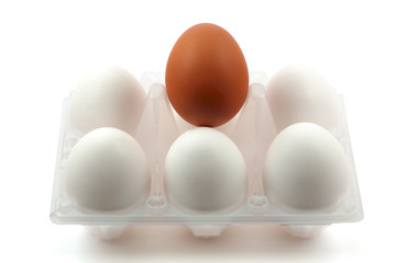pack of white eggs and one brown egg