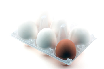pack of white eggs and one brown egg
