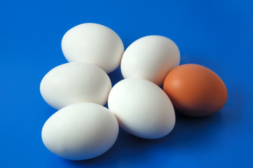 white eggs and one brown arranged for group