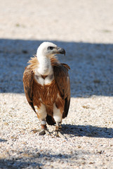 vautour