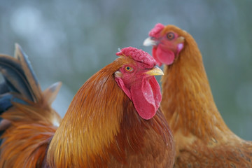 poultry, hen and rooster