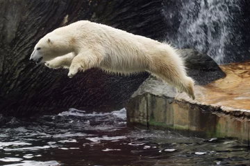 Foto auf Leinwand springender Eisbär © Petr Mašek
