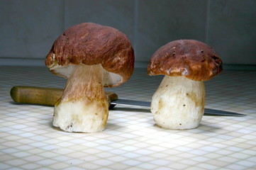 mushrooms in the kitchen