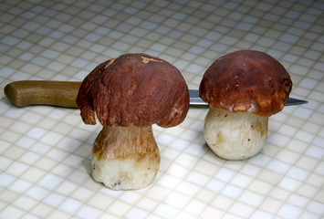mushrooms in the kitchen2