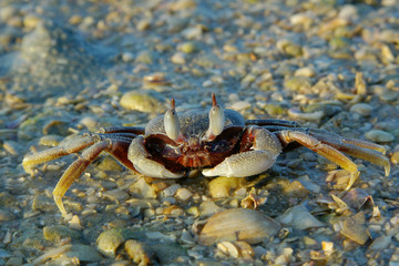 close up of crab