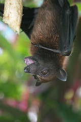 bat while eating banana