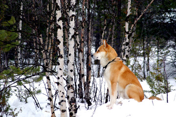 chien de traineau