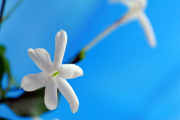 Fototapeta premium jasmin