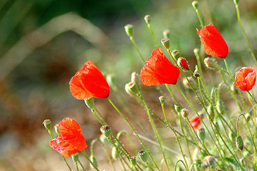 Obraz premium cock-rose