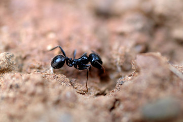 ant at work