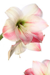 Fototapeta na wymiar exotic flower lily