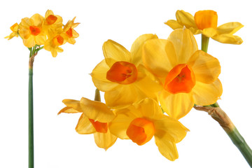 decorative flower narcissus