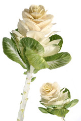 exotic flower