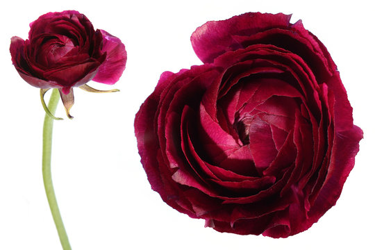 exotic flower